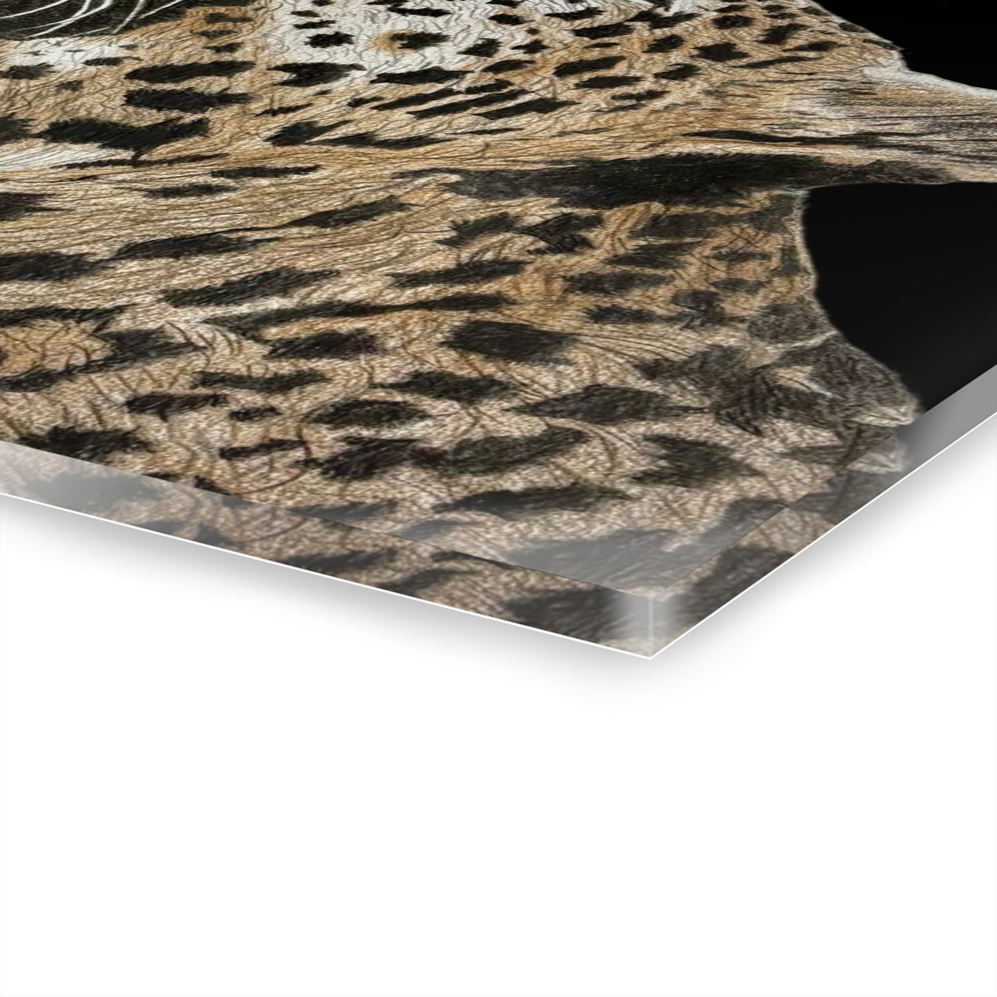 Butterfly Leopard Acrylic Prints