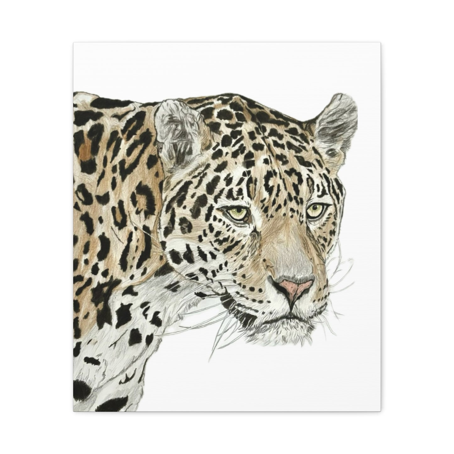 The Jaguar Canvas