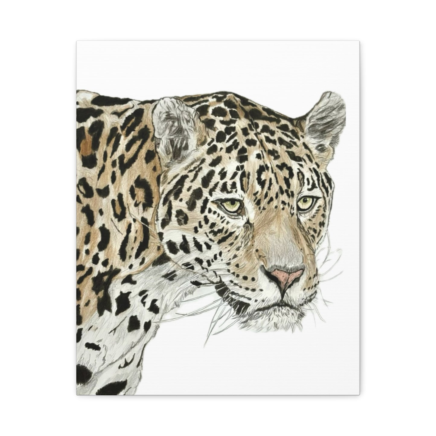 The Jaguar Canvas