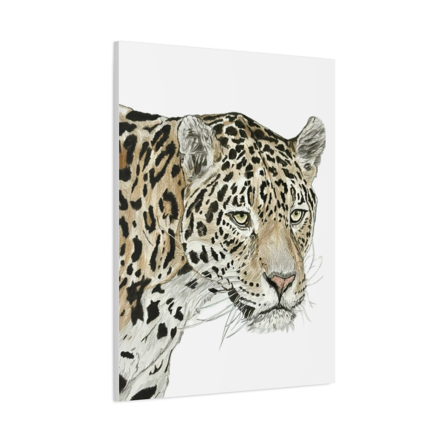 The Jaguar Canvas