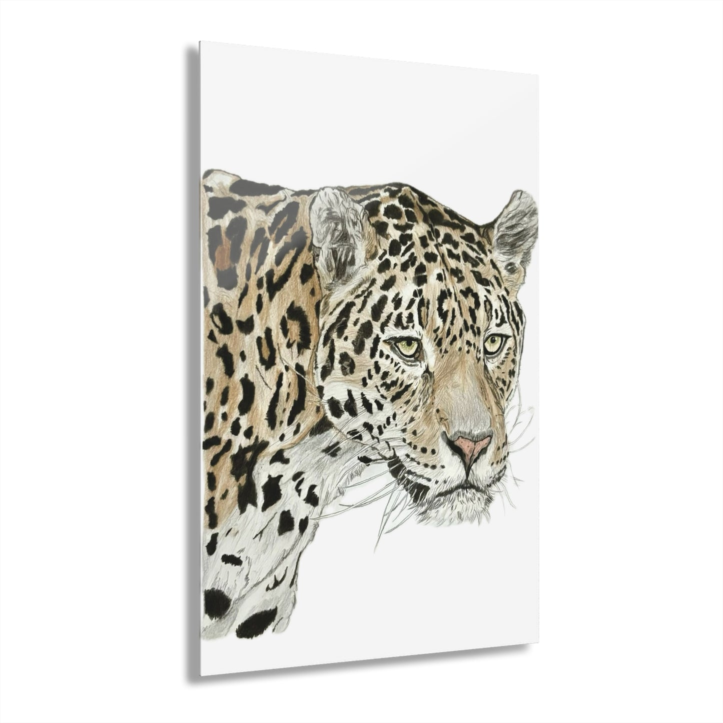 The jaguar Acrylic Prints