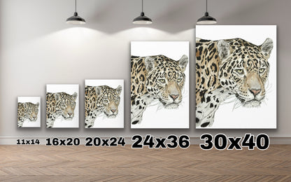 The Jaguar Canvas