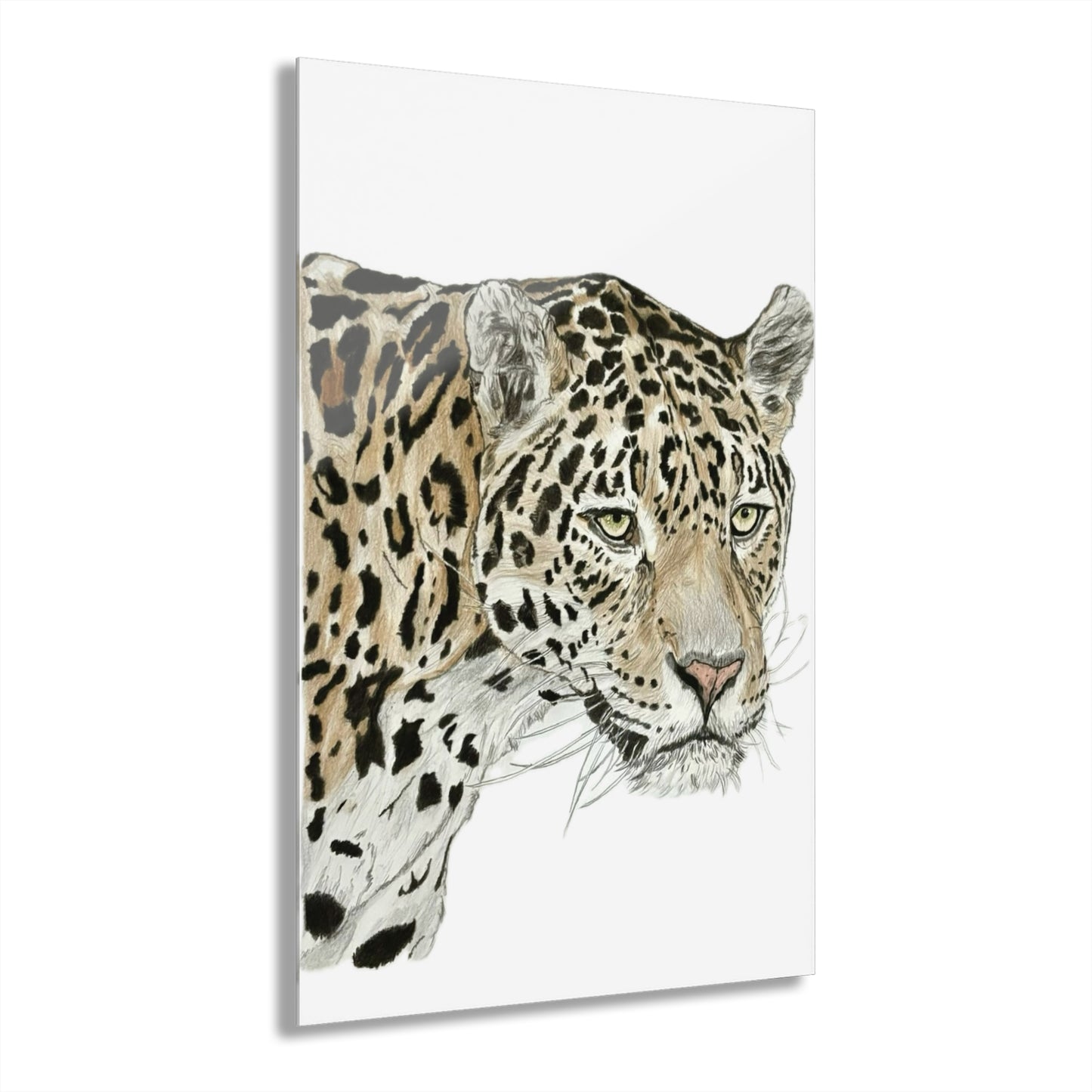 The jaguar Acrylic Prints