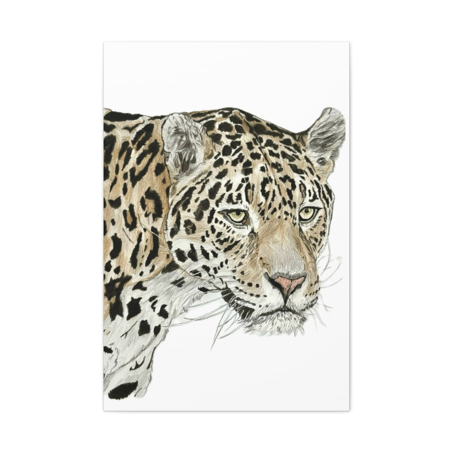 The Jaguar Canvas