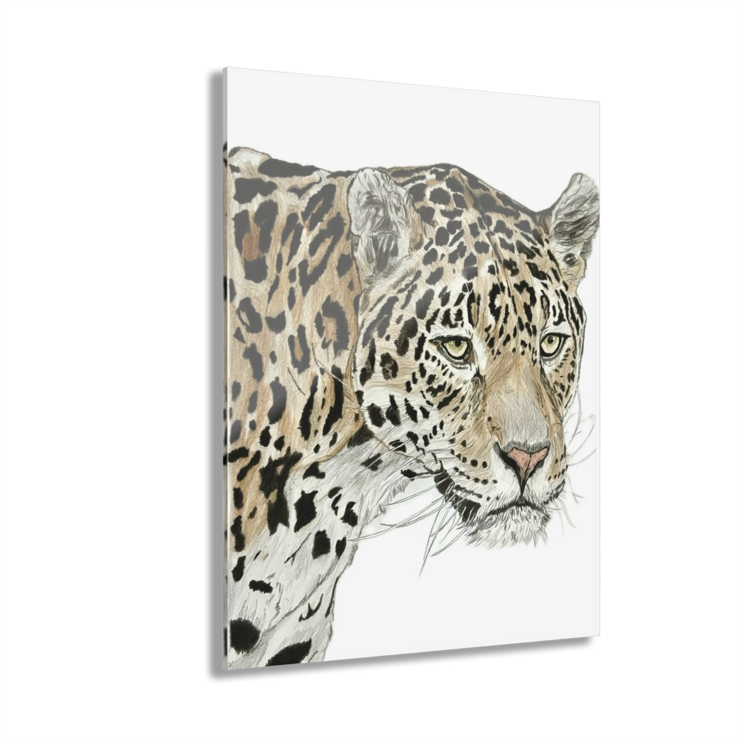 The jaguar Acrylic Prints